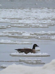 Fototapeta premium Canada goose swimming through icy water on Lake Ontario