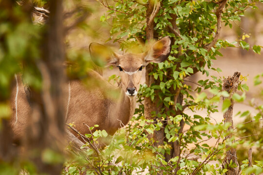kudu, Tragelaphus strepsiceros, looking attentively, close 303