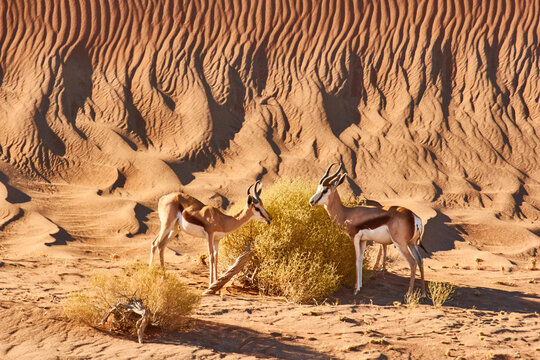 springbok, Antidorcas marspialis, eating from small bush in the namib desert 780