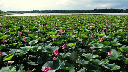 Pink blooms lake. Peaceful freshwater scene featuring vibrant lotus blossoms and gentle breeze © mstoylik