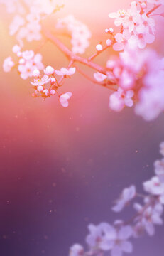 Art First day of spring cherry blossom background