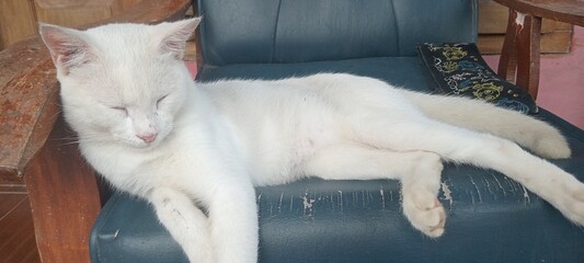 Serene White Cat Napping Peacefully on a Blue Vintage Chair © Muh