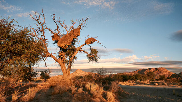 tree with many of huge nests of sociable weavers in the Namib 726
