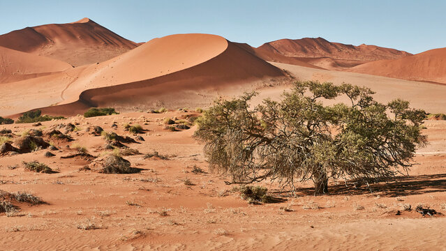 tree at beautiful red dunes in Namib desert, Sossusvlei 786
