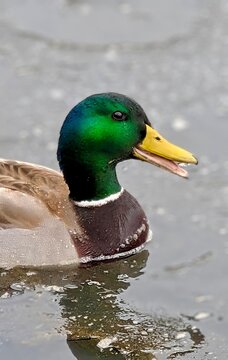 Canard Colvert m&acirc;le sur le lac Boivin, Estrie, Qu&eacute;bec
