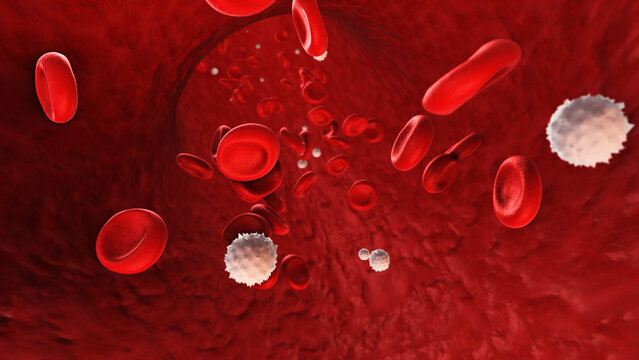 Red Blood cells and White Blood Cells Flow Through Blood Vessel
