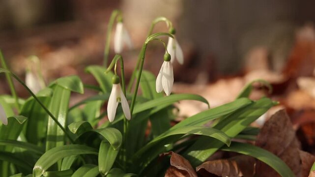 Close-up of many white snowdrops growing in wild clumps in the forest. White snowdrops growing in a clump, flowers poking through last year's dead leaves. Spring flowers