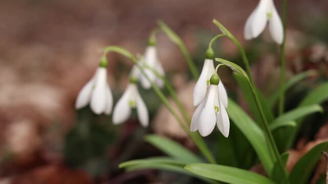 Close-up of many white snowdrops growing in wild clumps in the forest. White snowdrops growing in a clump, flowers poking through last year's dead leaves. Spring flowers