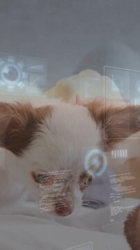 Vertical video: Male hand pinching then stroking puppy, HUD tracking head calming for pet care