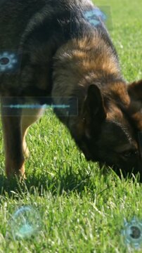 Vertical video: Dog entering with nose lowering sniffing turf for pets, blue HUD appearing on fur