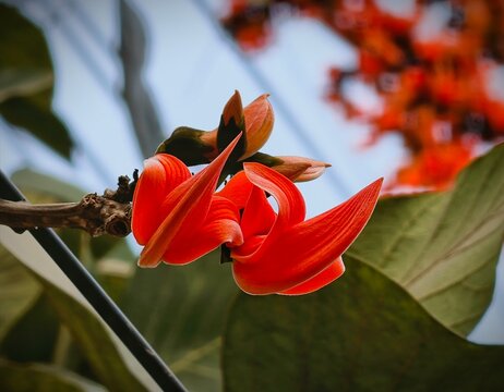 Vibrant orange Palash flower Butea monosperma blooming in spring natur