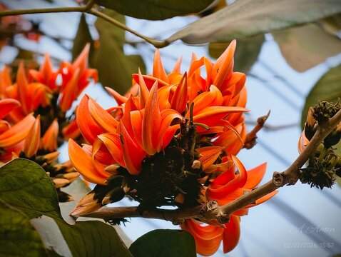 Close up of Butea monosperma orange flowers on branch in tropical forest
