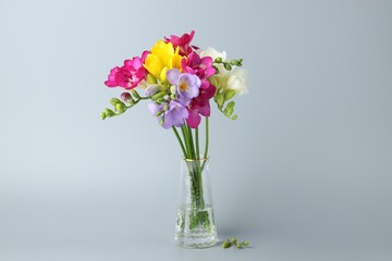 Obraz premium Vibrant freesia flowers in vase on grey background