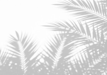 realistic sunlight overlay shadow effect diagonal tropical exotic palm frond transparent isolated © MdMatiur