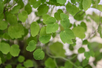 Obraz premium Thalictrum tuberiferum Tuberous Meadow Rue Plant Korea