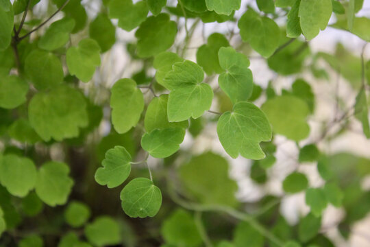 Thalictrum tuberiferum Tuberous Meadow Rue Plant Korea