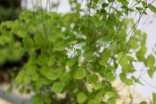 Thalictrum tuberiferum Tuberous Meadow Rue Plant Korea