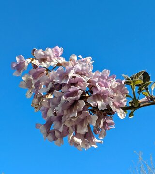 Grupo de flores campanilla en el extremo de la rama de un &aacute;rbol emperatriz o de la princesa (Paulownia Imperialis), con cielo azul en jard&iacute;n de parque p&uacute;blico