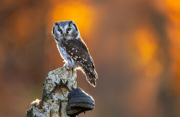 Fototapeta premium Boreal owl ( Aegolius funereus ) close up