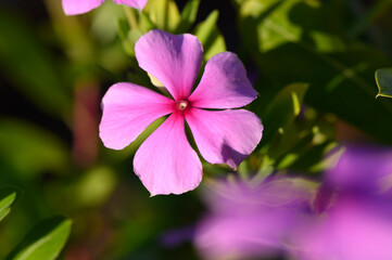 Fototapeta premium Beautiful pink flower blooming in a garden under golden sunlight during afternoon hours. Generative AI