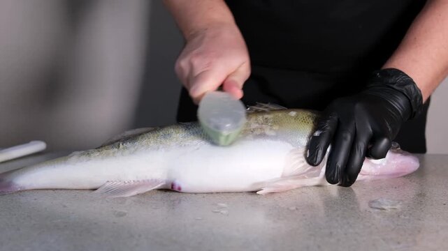 Slow motion close-up of man cleaning fresh zander fish on rustic table. Sharp knife removing scales in slowmo. High angle shot of professional seafood preparation, chef hands, gourmet cooking.
