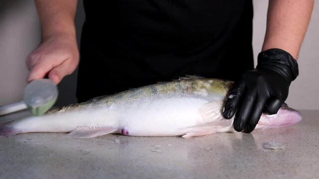 Slow motion close-up of man cleaning fresh zander fish on rustic table. Sharp knife removing scales in slowmo. High angle shot of professional seafood preparation, chef hands, gourmet cooking.