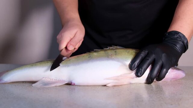 Slow motion close-up of man cleaning fresh zander fish on rustic table. Sharp knife removing scales in slowmo. High angle shot of professional seafood preparation, chef hands, gourmet cooking.