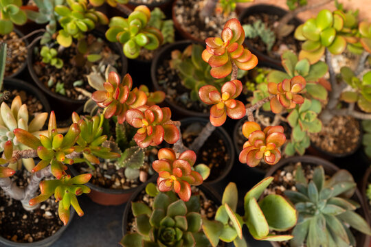 Colorful succulent plant close up, Crassula leaves with red edges, ornamental houseplant, warm tones, macro botanical detail, natural background, copy space