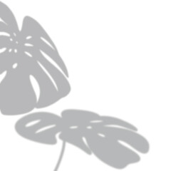 Monstera plant shadow overlay; pnG