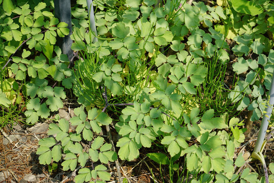 Thalictrum uchiyamai is a perennial herb endemic to Korea featuring dense flower clusters. This botanical specimen grows in mountain forests and rocky crevices for scientific study.