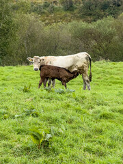 Obraz premium Cow suckling their calf in rural setting