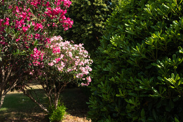 Obraz premium Blooming oleander bush in garden with green hedge, pink flowers, landscaped yard, summer nature scene, ornamental plants, outdoor background with copy space
