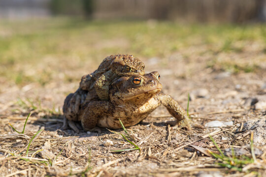 Common Toads Migrating in Amplexus During Spring Breeding Season in Natural Habitat. Bufo bufo