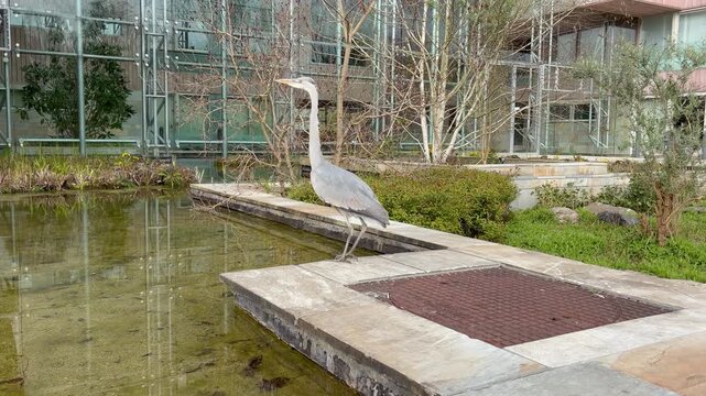 Grey heron (Ardea cinerea) in an urban habitat in a residential area of Amsterdam city, the Netherlands. The bird standing, stretching its neck, and then flying.
