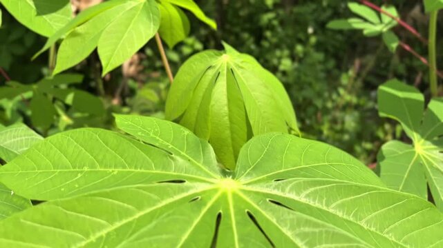 Close-up video of a cassava plant as the camera moves closer.