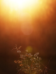 Dreamy golden light and bokeh with soft nature background © Katie