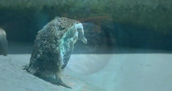 Animation of globe with statistics and data processing over penguins