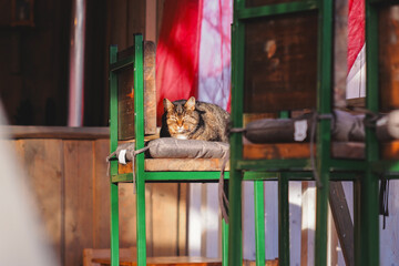 A domestic cat sits comfortably on the top of a wooden chair © Fotograf