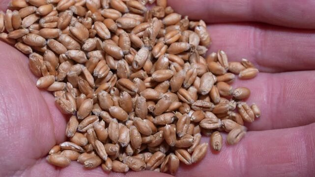 A close-up shot of raw golden wheat kernels held in a farmer's cupped palms, symbolizing harvest, organic farming, and food production. Whole wheat grain in man hands