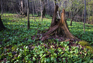 Młode liście czosnku niedźwiedziego w wiosennym podmokłym lesie © kubikactive