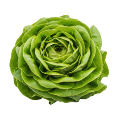 Fototapeta premium A green lettuce head with leaves arranged in a circular pattern png