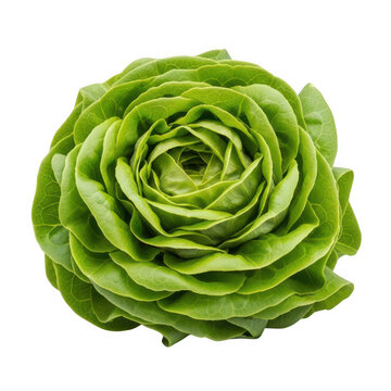 A green lettuce head with leaves arranged in a circular pattern png