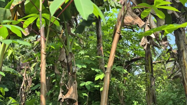 Close-up of a cassava tree with an upward camera movement.