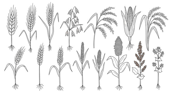 A comprehensive hand-drawn line art collection illustrates various cereal grains and their plants, including wheat, barley, corn, rice, millet, and oats.