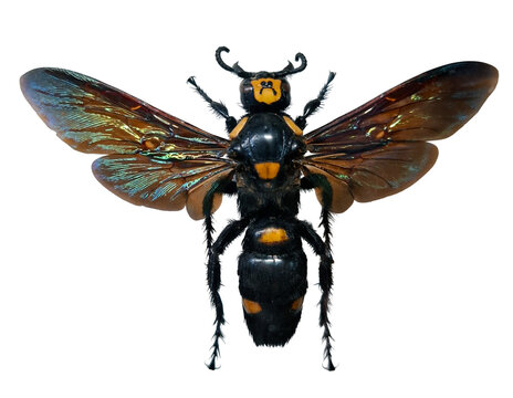 Giant tropical wasp Megascolia procer is isolated and displayed clearly, showing its distinctive body and wing structure. Unique features are visible as it rests on a flat surface.