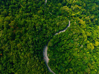 Naklejka premium Curving road winding through dense forest canopy from above