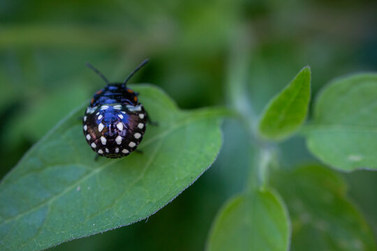 Third instar larva of Nezara viridula - Southern green stink bug - Southern green shield bug - Green vegetable bug
