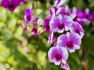 Dendrobium Yaya Victoria orchid, beautiful purple and white orchid flowers with selective focus