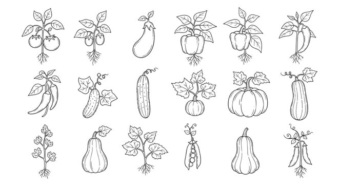 A detailed monochrome collection of hand-drawn vegetable outlines, featuring tomatoes, eggplants, bell peppers, chili peppers, cucumbers, pumpkins, and various squash varieties.