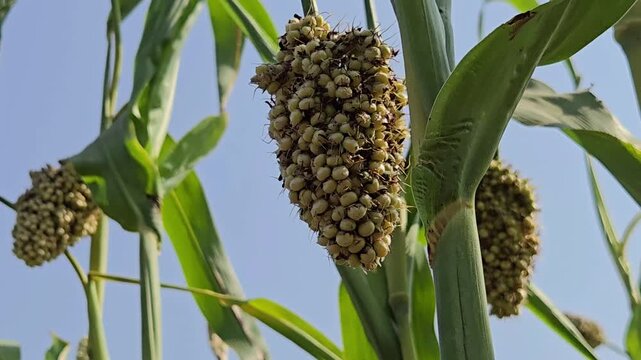Jowar (sorghum) panicles on tall green stalks sway gently in the wind. The healthy grain heads are tightly packed. This common Indian millet, also known as great millet or durra, is a key staple crop.
